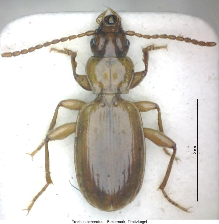 trechus_ochreatus_hab.jpg