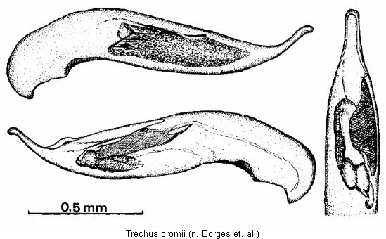 trechus_oromii.gif