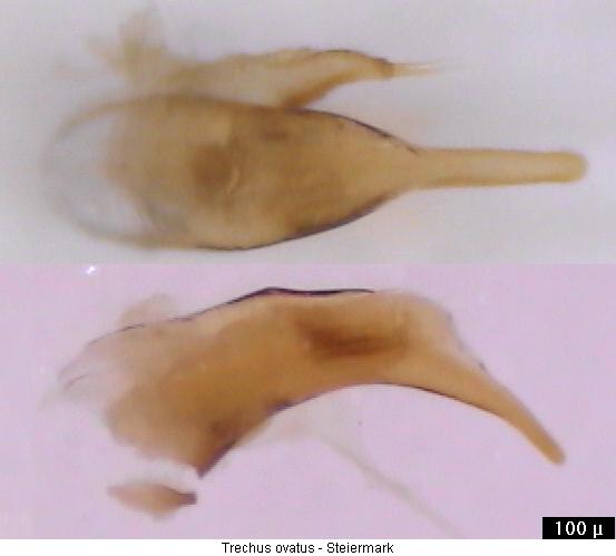 trechus_ovatus.jpg
