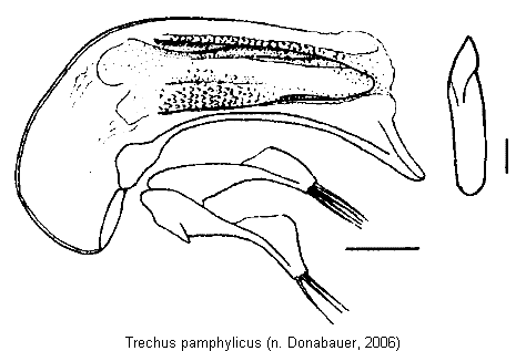 trechus_pamphylicus.gif