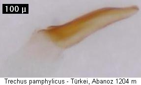trechus_pamphylicus2.jpg