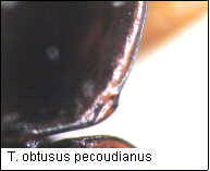 trechus_pecudianus_hsch.jpg