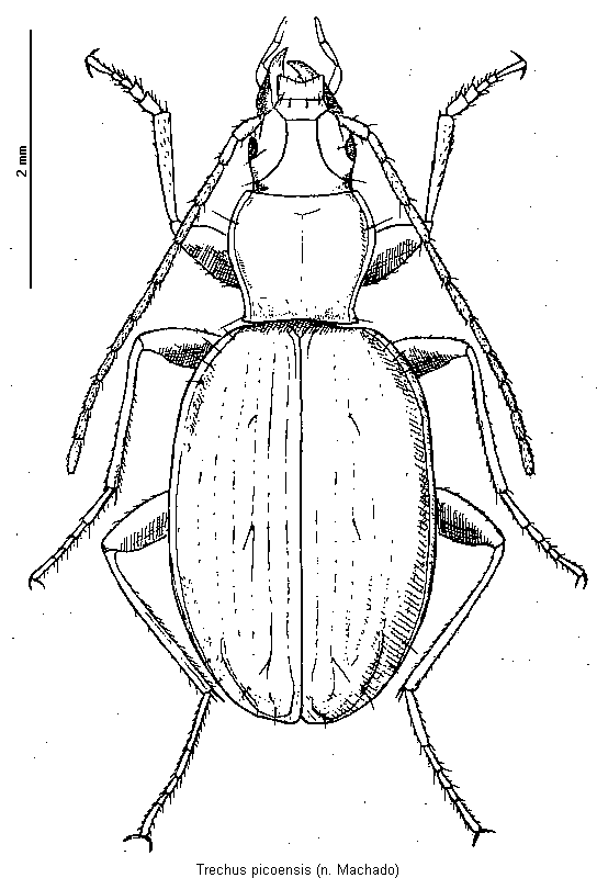 trechus_picoensis_hab.gif