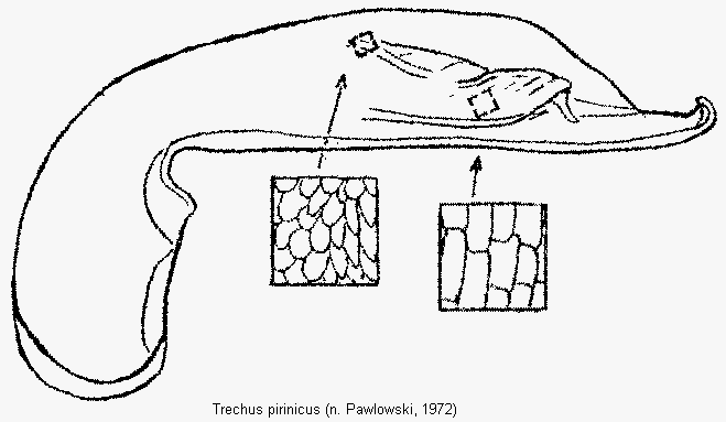 trechus_pirinicus.gif