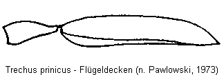 trechus_pirinicus_fld.gif