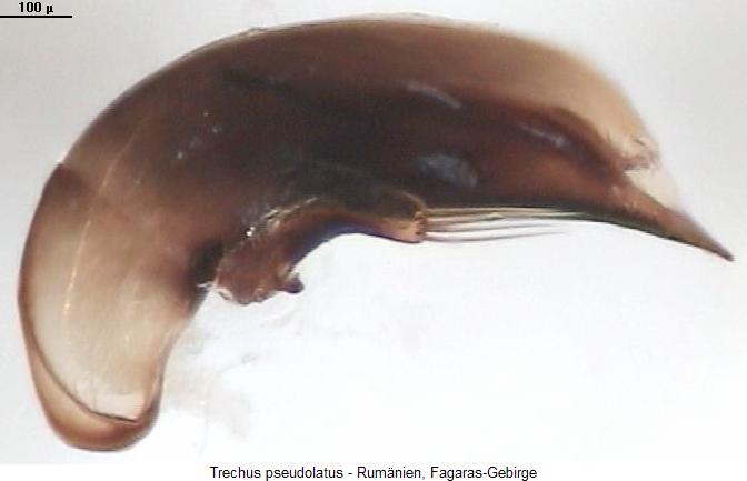 trechus_pseudolatus.jpg