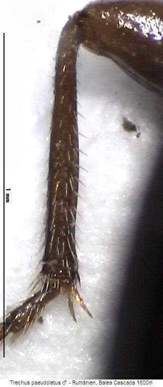 trechus_pseudolatus_mschn.jpg