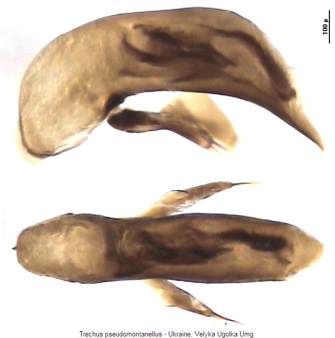 trechus_pseudomontanellus.jpg