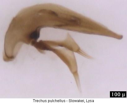 trechus_pulchellus.jpg