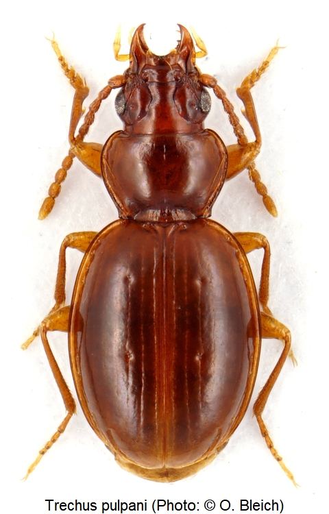 trechus_pulpani_hab1.jpg