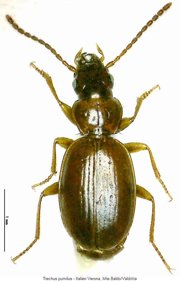 trechus_pumilus_hab.jpg