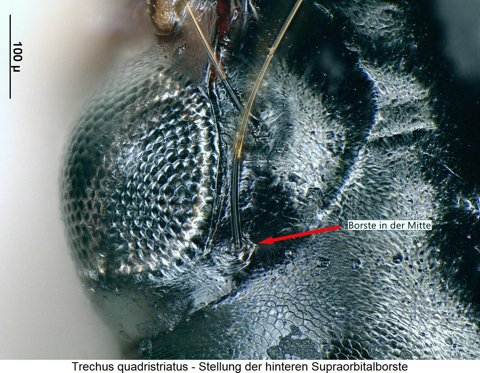 trechus_quadristriatus_k1.jpg