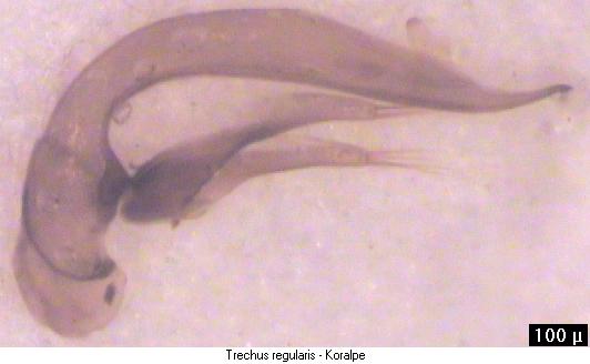 trechus_regularis.jpg
