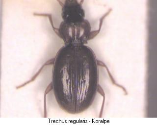 trechus_regularis_hab.jpg