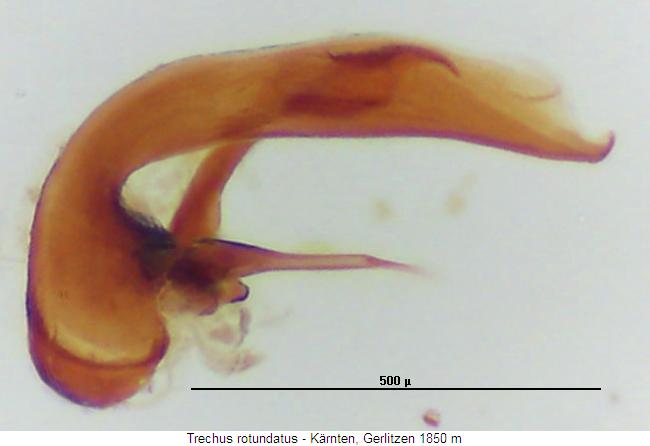 trechus_rotundatus2.jpg