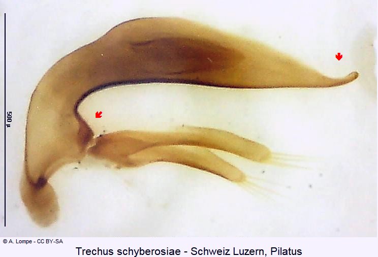 trechus_schyberosiae.jpg