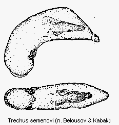 trechus_semenovi.gif