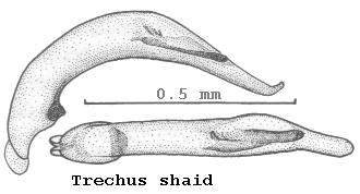 trechus_shaid.jpg