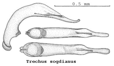 trechus_sogdianus.jpg