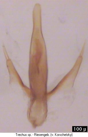 trechus_sp-riesengebirge_aufs.jpg