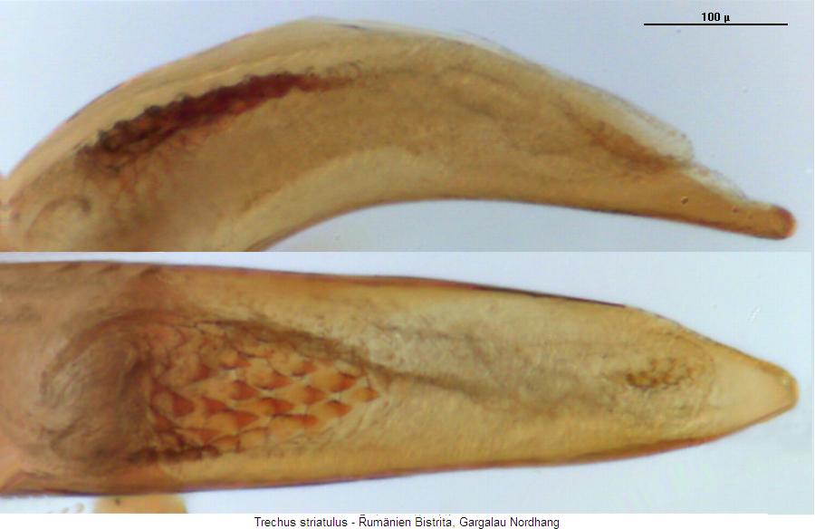 trechus_striatulus5.jpg