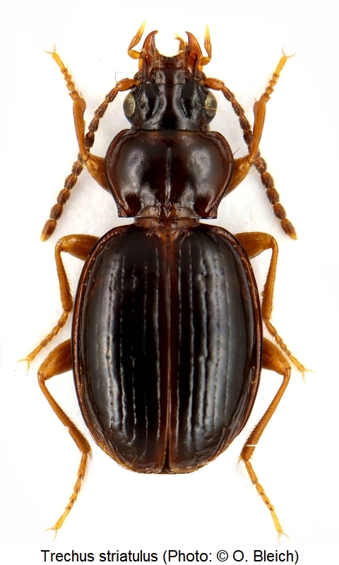 trechus_striatulus_hab1.jpg