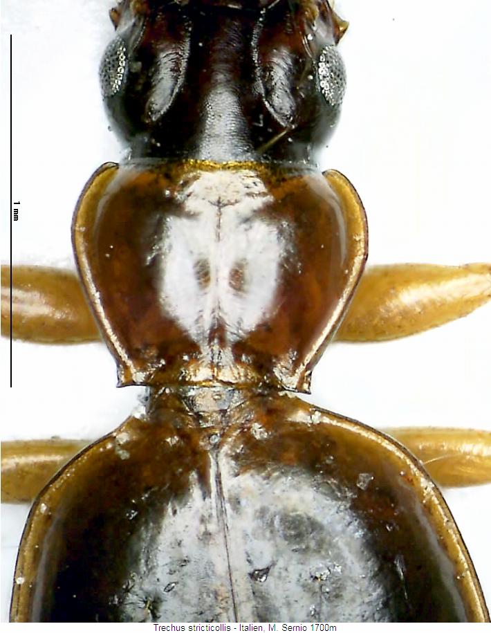trechus_stricticollis_vk.jpg