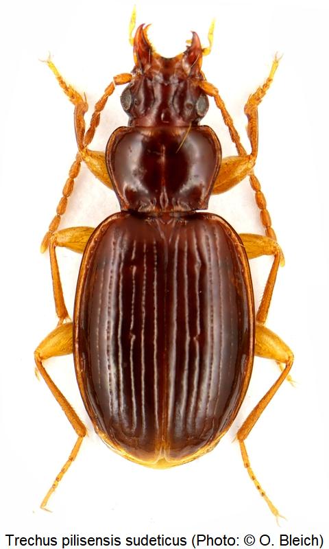 trechus_sudeticus_hab1.jpg