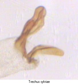 trechus_sylviae_pc.jpg