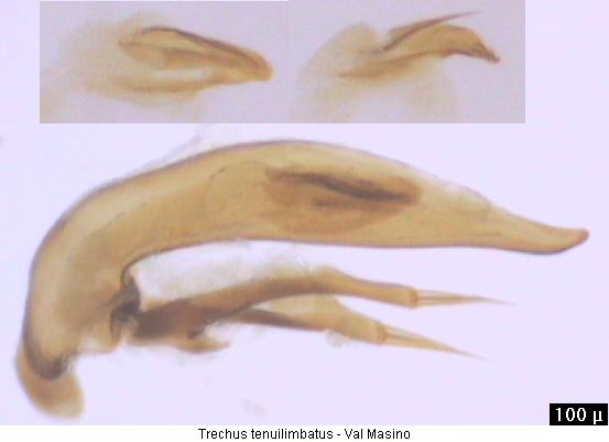 trechus_tenuilimbatus2.jpg