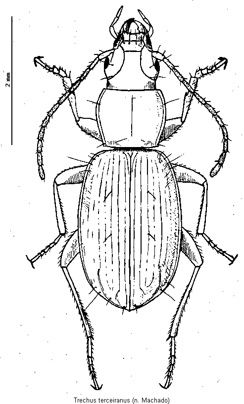 trechus_terceiranus_hab.gif