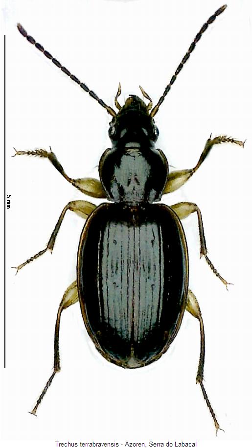 trechus_terrabravensis_hab.jpg
