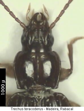 trechus_tetracoderus_hsch.jpg