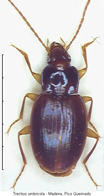 trechus_umbricola_hab.jpg