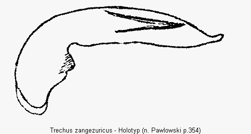 trechus_zangezuricus.gif