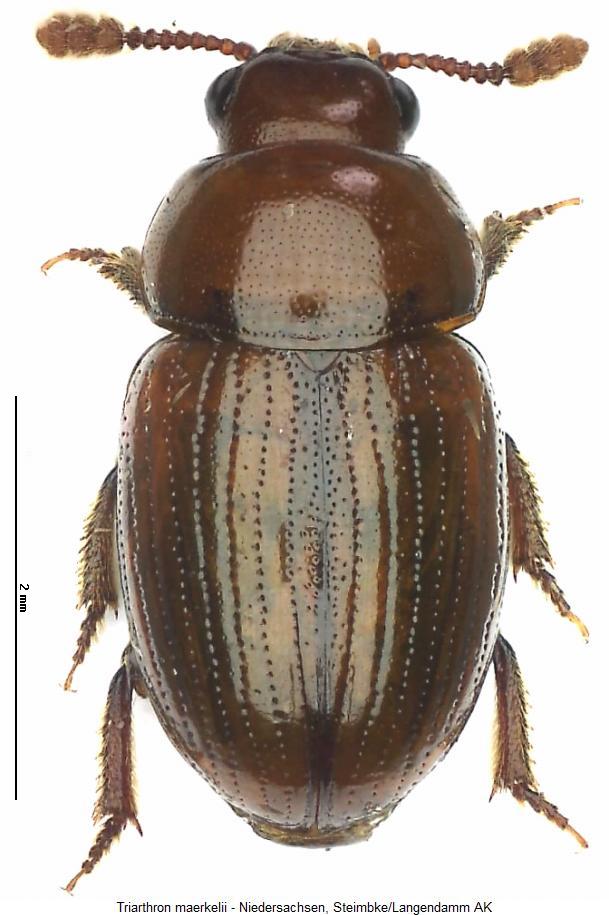 triarthron_maerkelii_hab.jpg