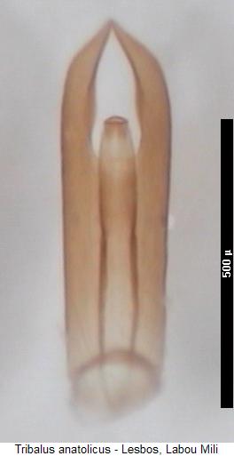 tribalus_anatolicus.jpg