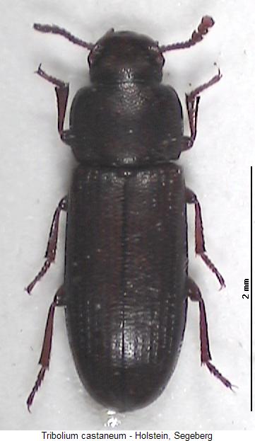 tribolium_castaneum_hab.jpg