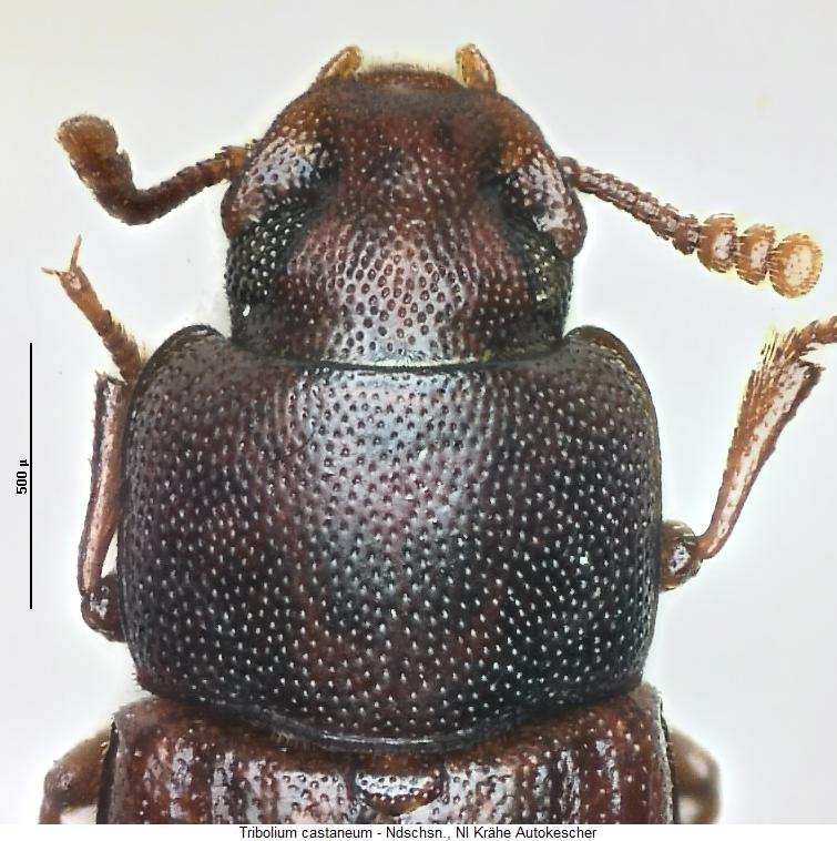 tribolium_castaneum_vk.jpg