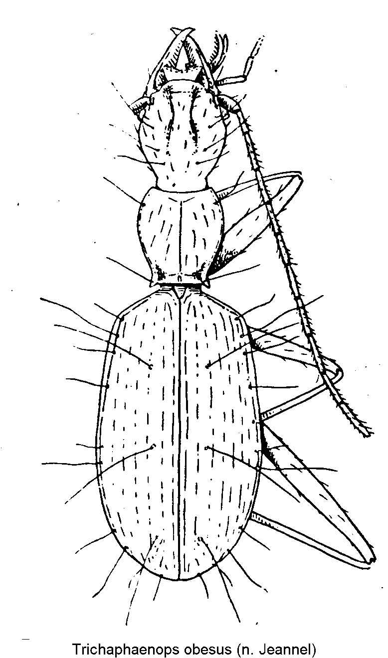 trichaphaenops_obesus_hab.gif
