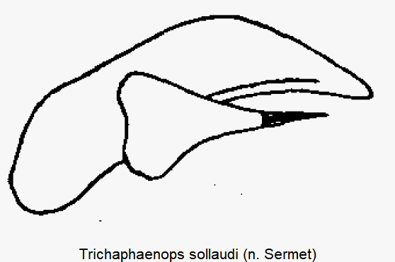 trichaphaenops_sollaudi.gif