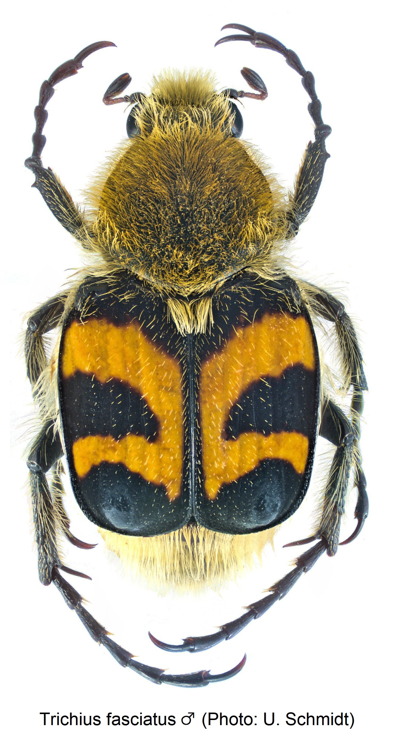 trichius_fasciatus_hab.jpg