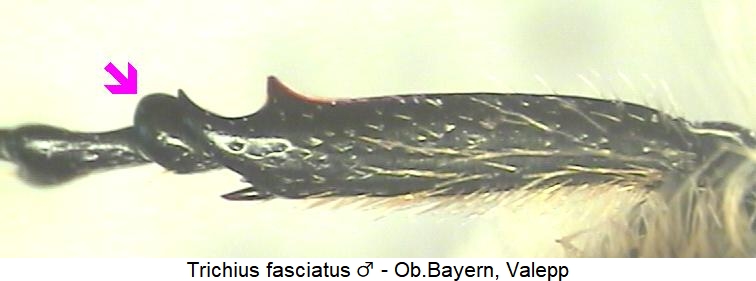 trichius_fasciatus_vschn.jpg