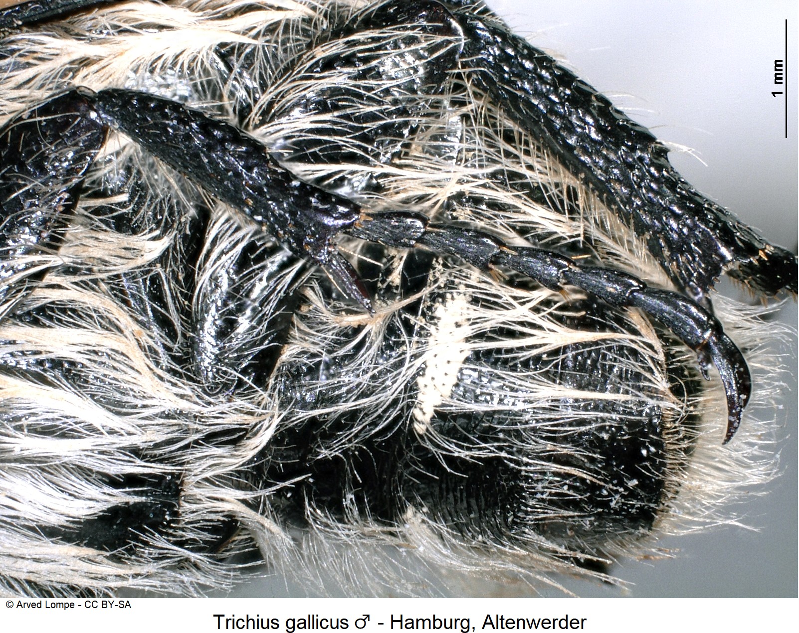 trichius_gallicus_m_ck23724424_us.jpg