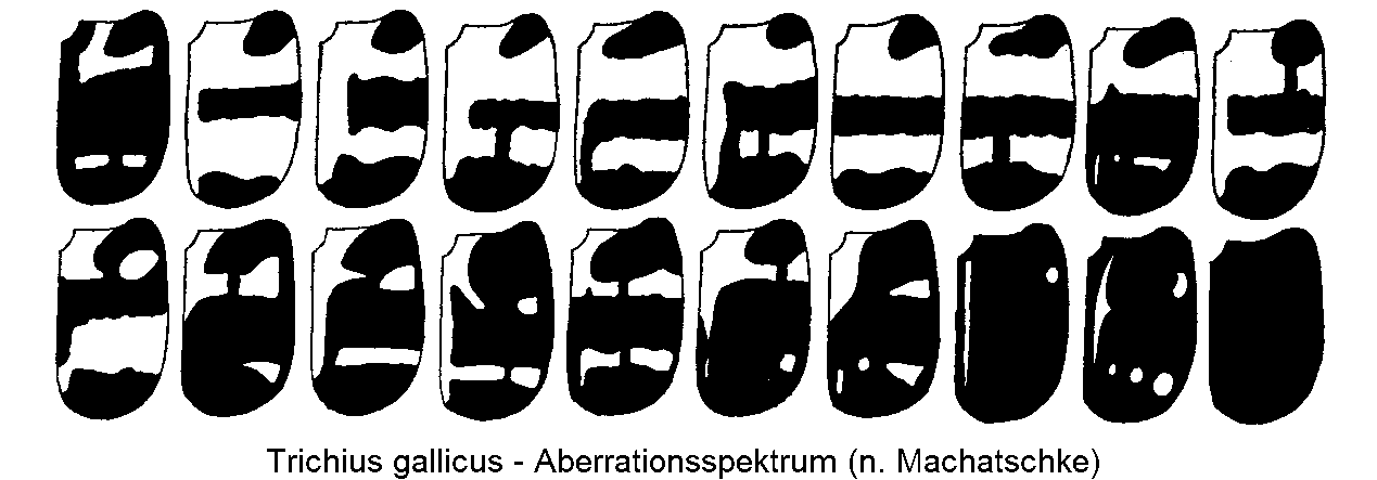 trichius_gallicus_vgl.gif