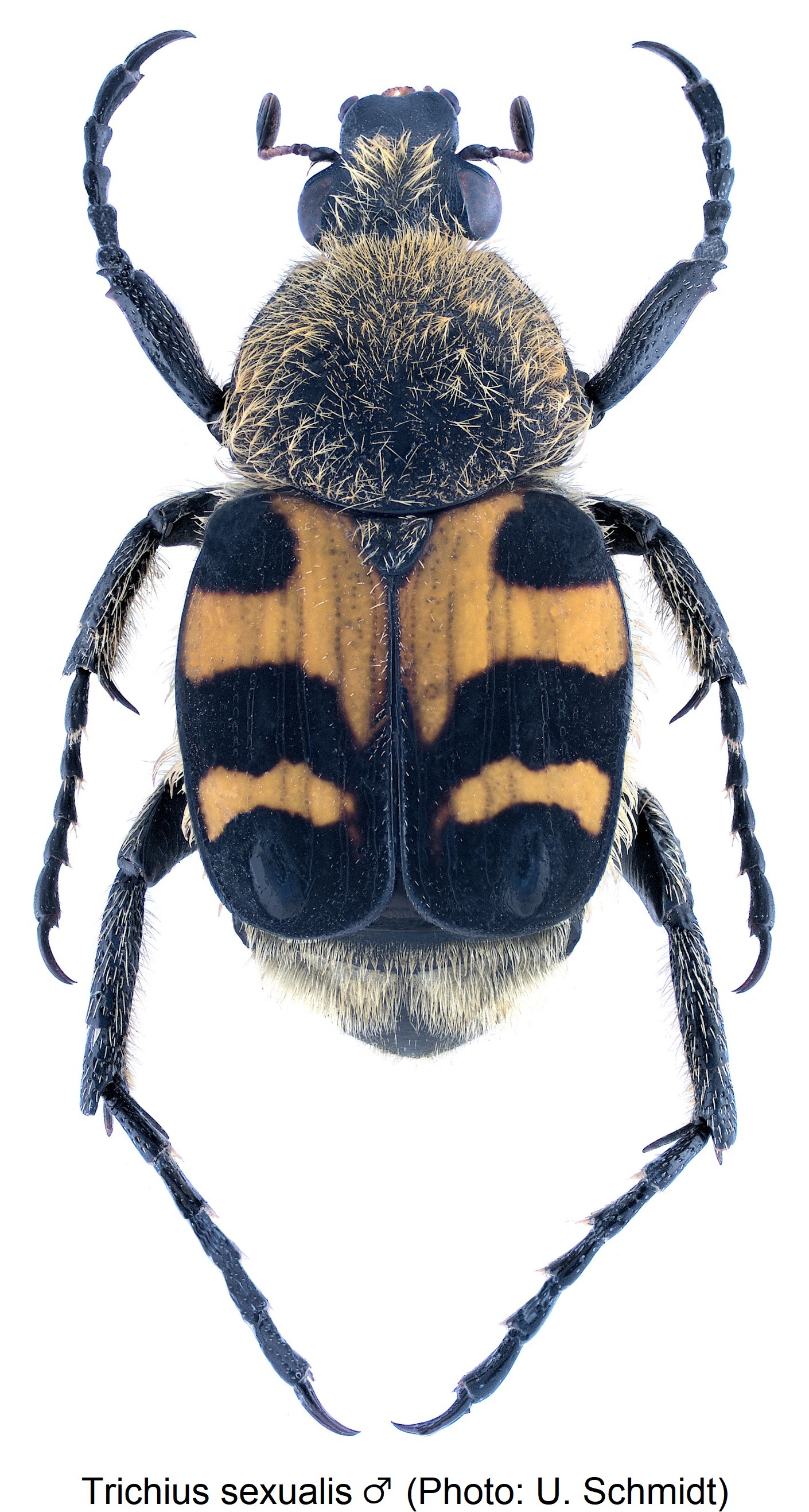 trichius_sexualis_hab.jpg
