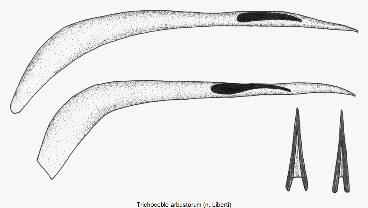 trichoceble_arbustorum.gif