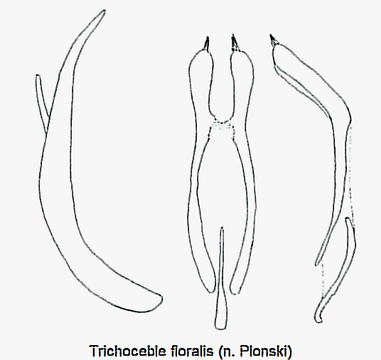 trichoceble_floralis-1.gif