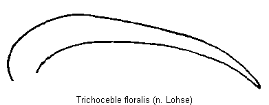 trichoceble_floralis.gif