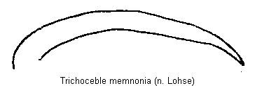 trichoceble_memnonia.gif